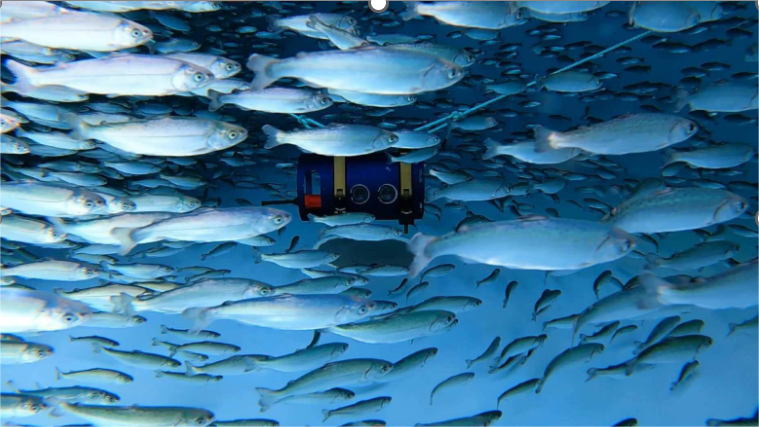 Optimizing Aquaculture Grow-Out: Advanced Feeding Strategies and Growth Monitoring for Sustainable Production